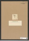 Chaetoceros borealis Bail. (de-Toni-Nr.: Genus 149, Species 4106) Zeichnungen Sammlung Grunow Nr. 7647 (NHMW-BOT-W0376830)